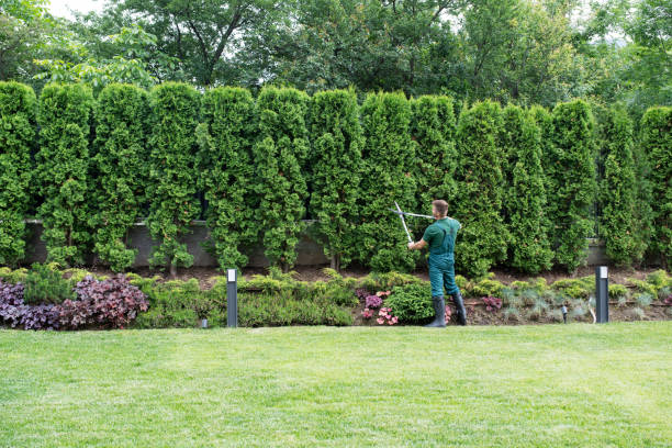 Lawn Maintenance Plans in Luck, WI